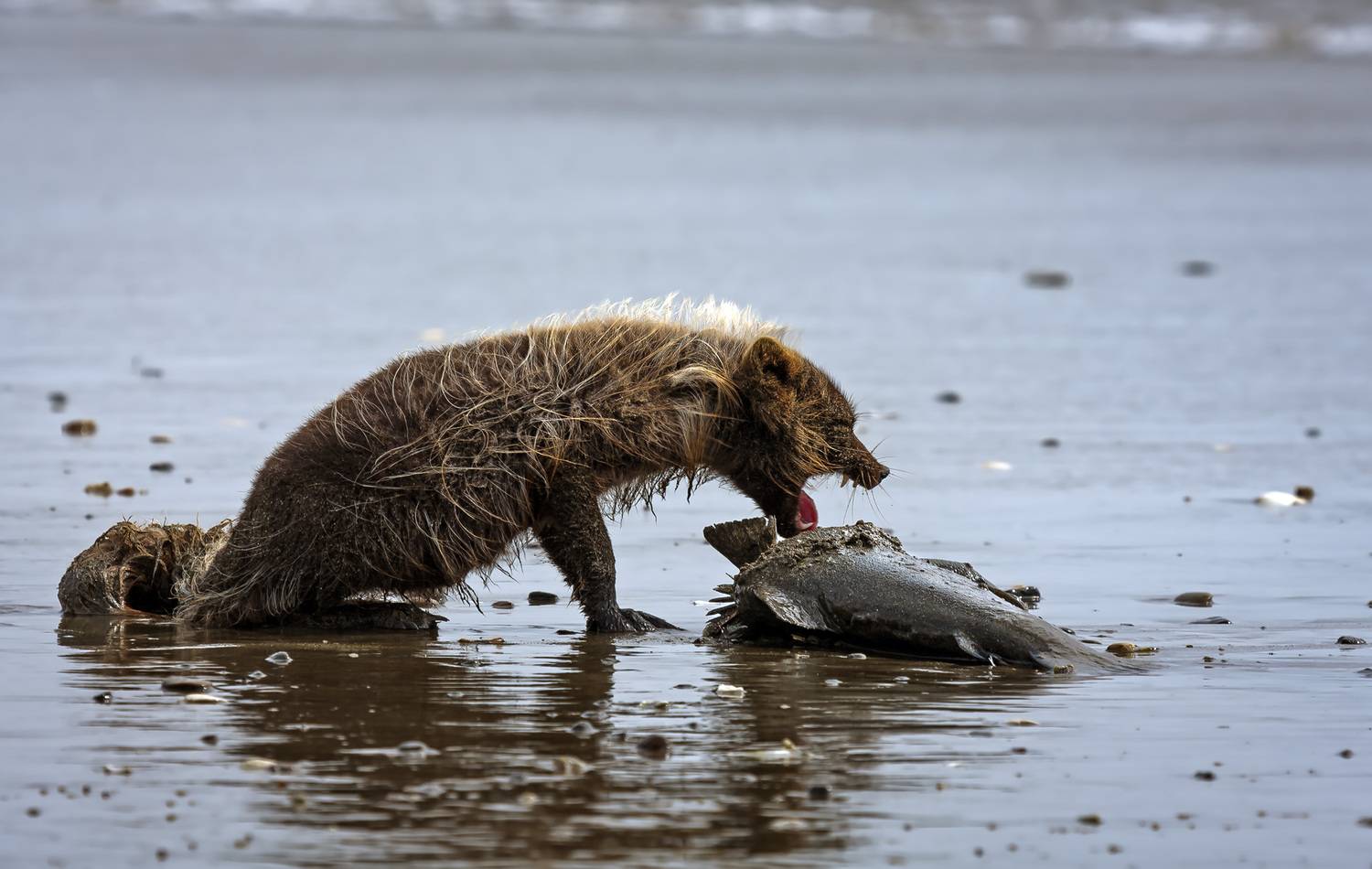 беринговский голубой песец, рыба, лосось, берег, Уткин Дмитрий
