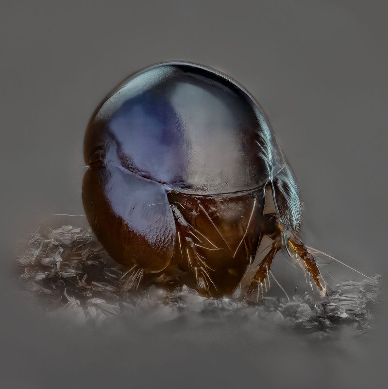 galumnoidea Клещик фото превью