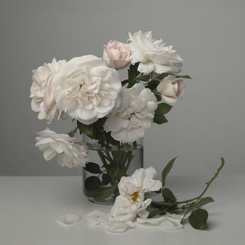 Roses фото превью