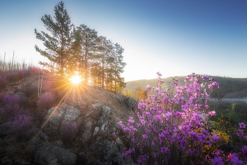 Рододендрон даурский на рассвете фото превью