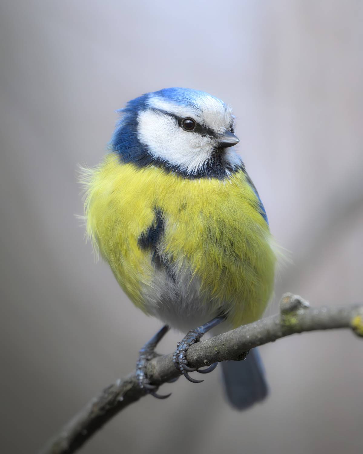 лазоревка, птицы, Москва, лес, природа, весна, Михаил Ездаков