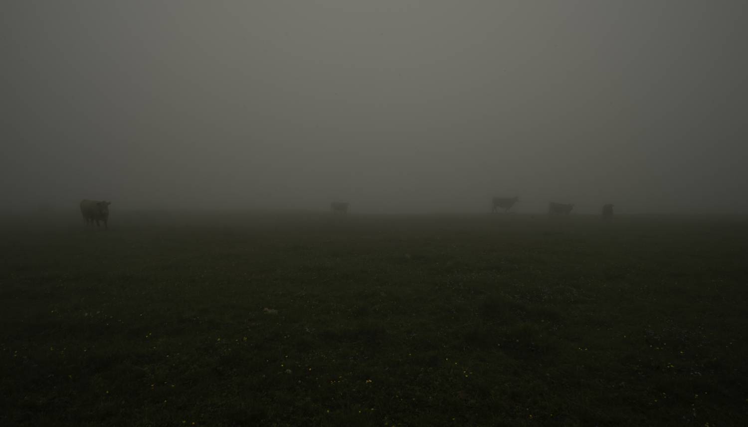 Россия, Кабардино-Балкария, национальный парк Приэльбрусье, урочище Джилы-Су, коровы, туман, , Гаврилов Юрий