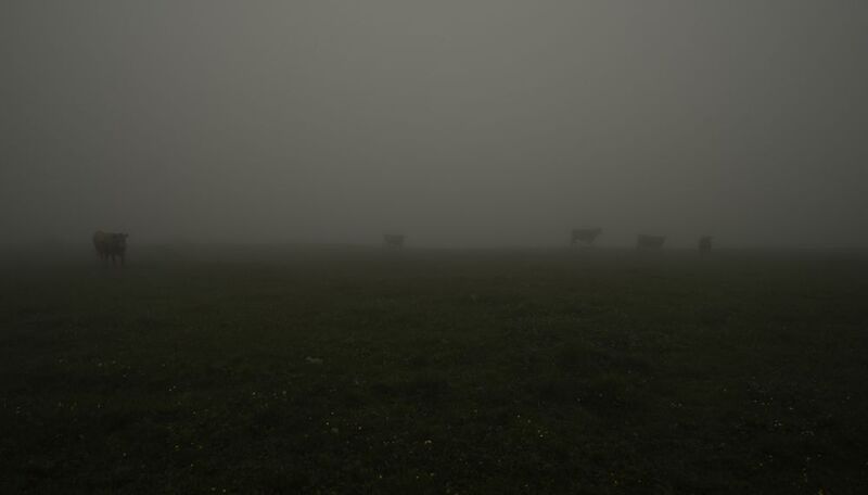 Россия, Кабардино-Балкария, национальный парк Приэльбрусье, урочище Джилы-Су, коровы, туман,  Как ёжики...в тумане... фото превью