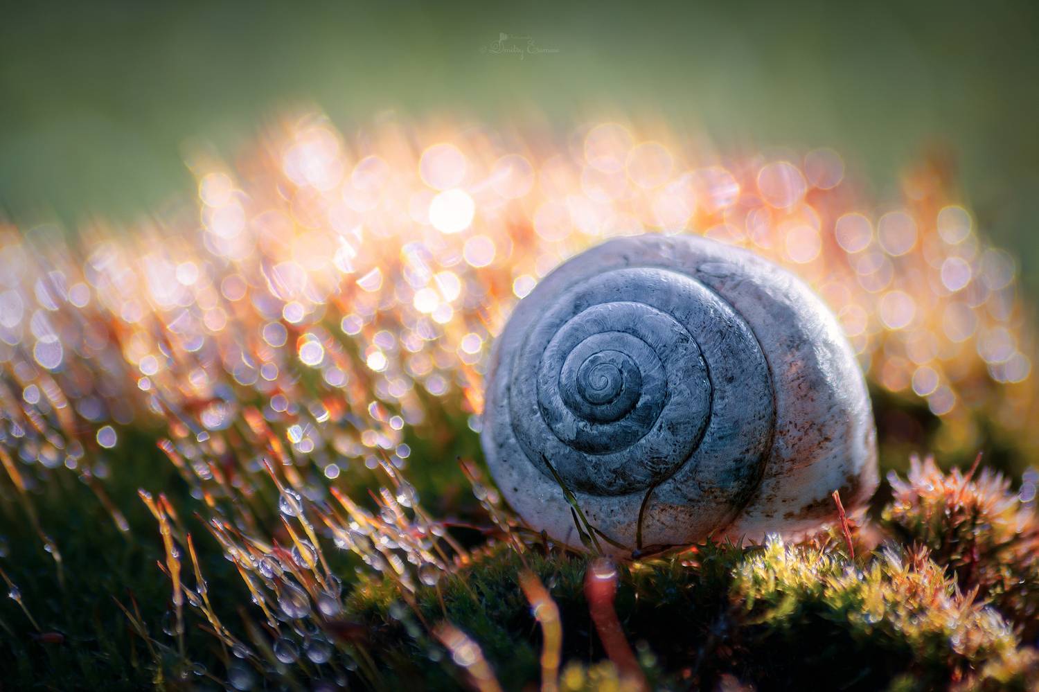ракушка мох макро природа свет боке, Еремеев Дмитрий