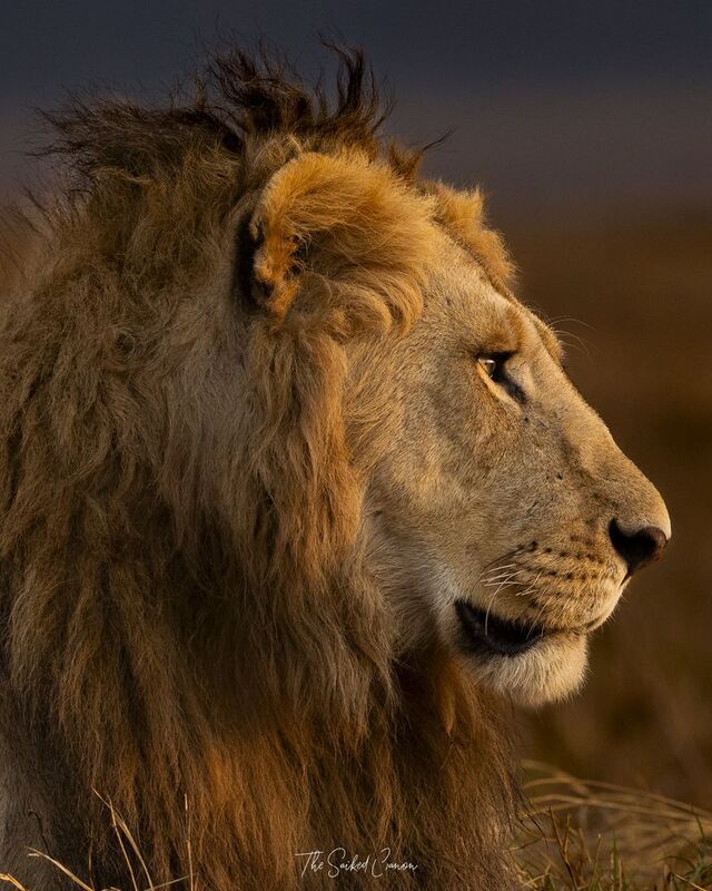 lion,kenya,africa,big cat,wildlife  фото превью
