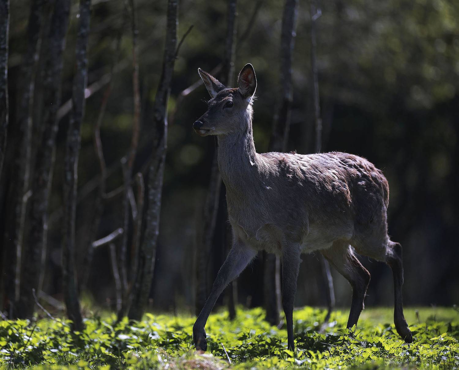 олень, пятнистый, красавец, deer, beautiful, forest, movement, nature, Стукалова Юлия