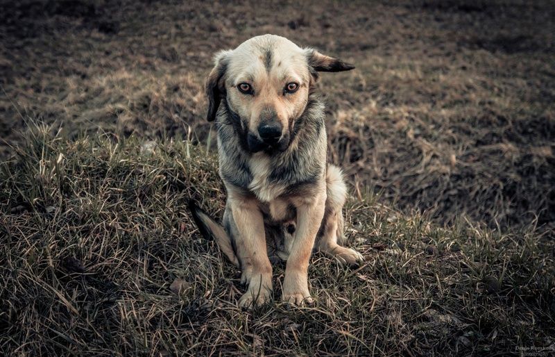 собака, dog, природа ,nature Брродяга фото превью