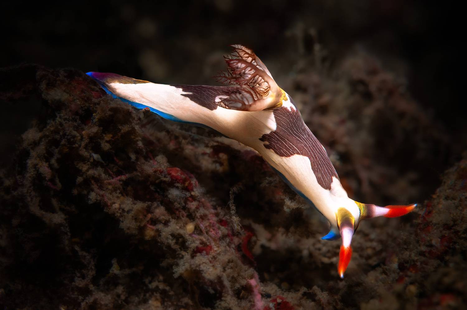 nudibranch, голожаберник, lembeh, indonesia, индонезия, пролив лембе, Булгаков Сергей