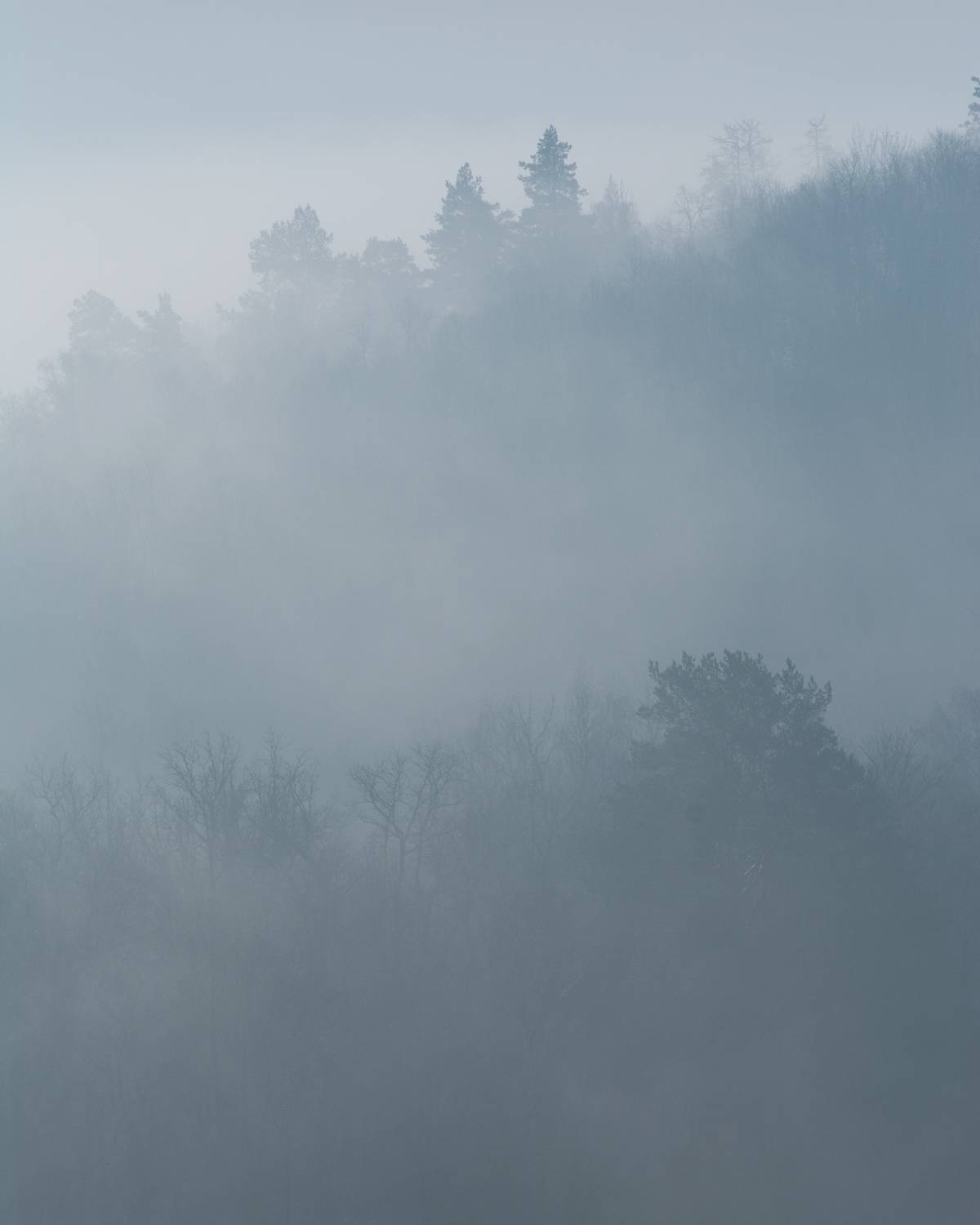 , Алексей Проняхин