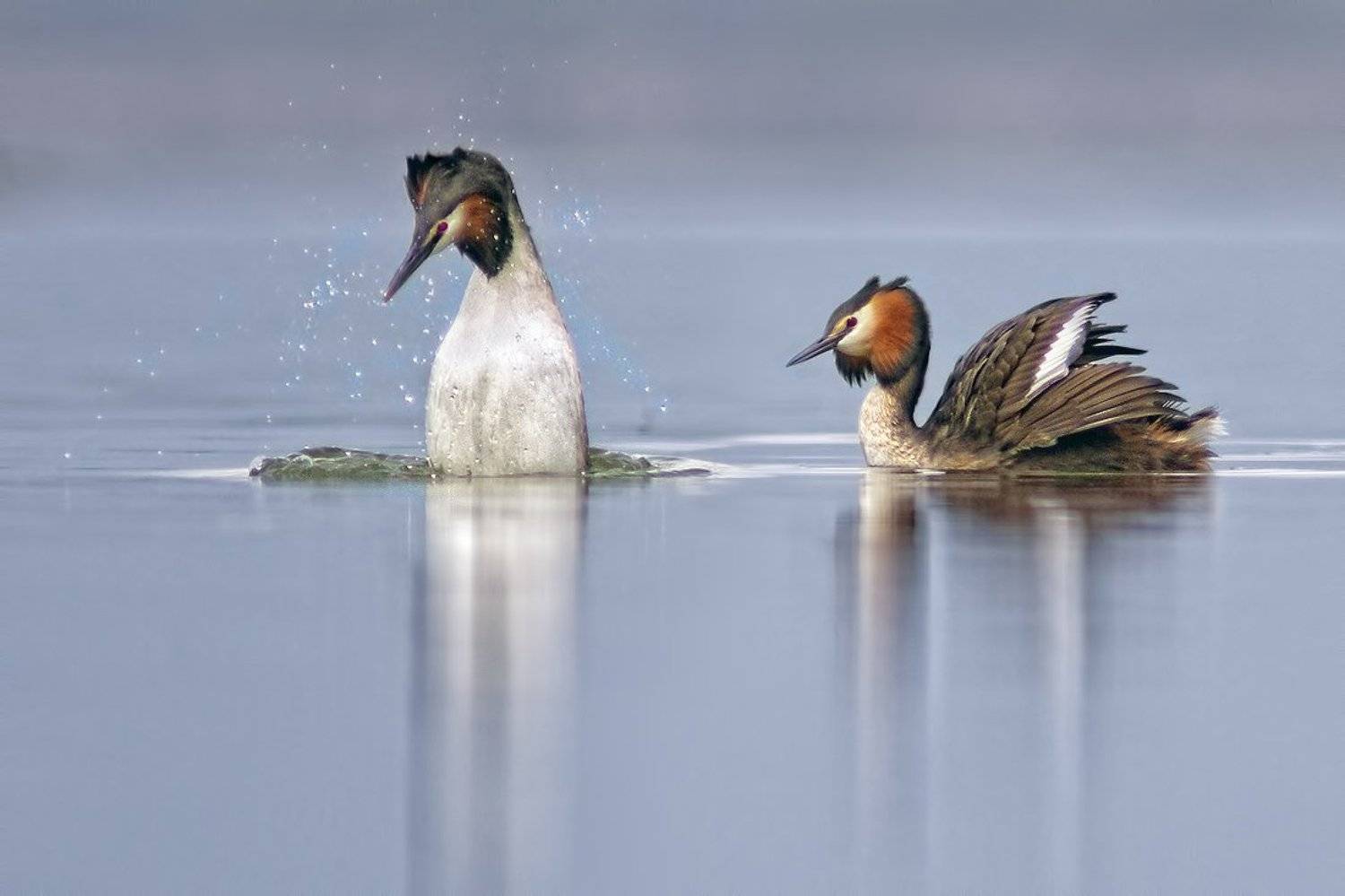чомга, Евгени Стефанов