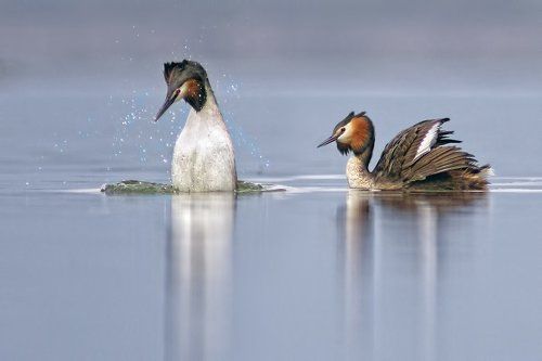 Чомга - любовный танец