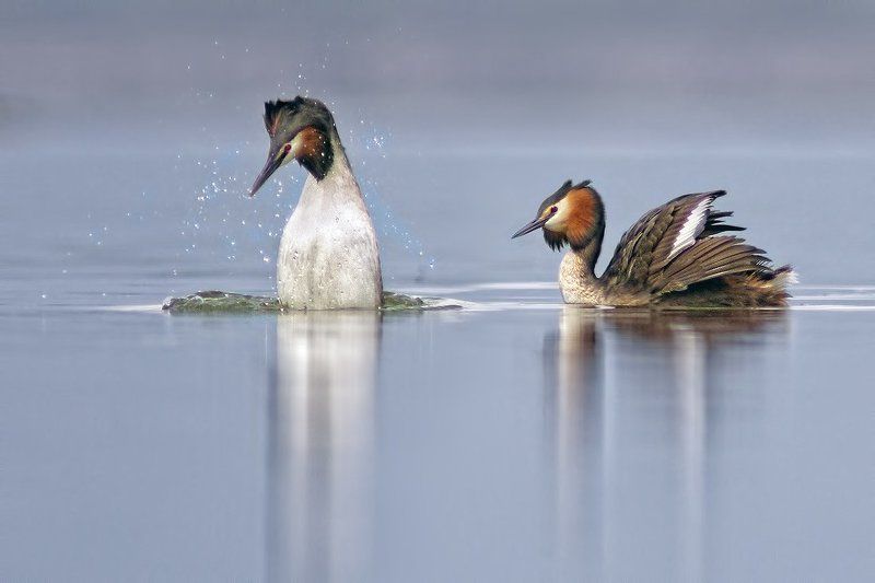 чомга Чомга - любовный танец фото превью