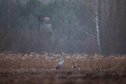 Crane with gooses