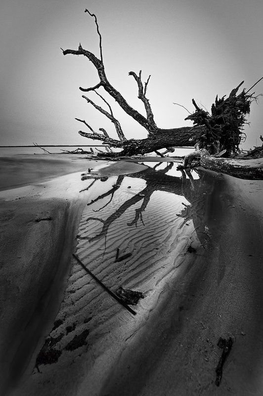 tree,landscape,Rolandas Sutkus, В сердце веет холодом фото превью