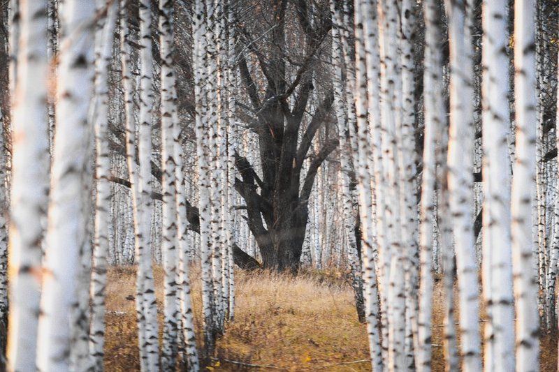 trees фото превью