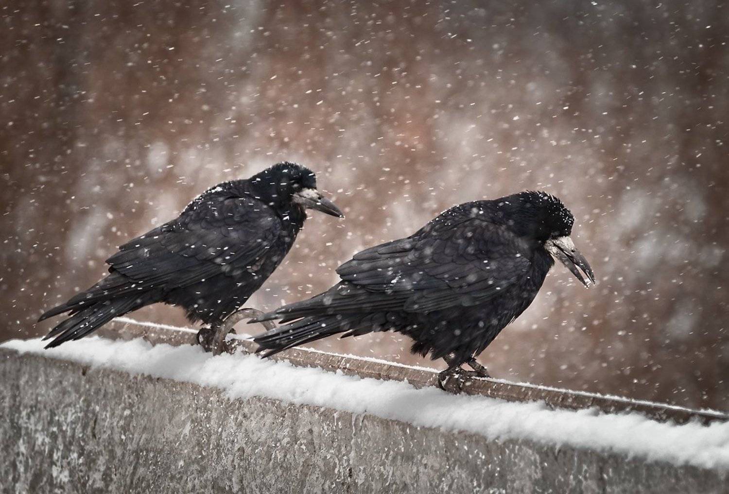 Грачи, Птица, Снег, Олег Тыркин