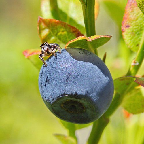 Черничный барон