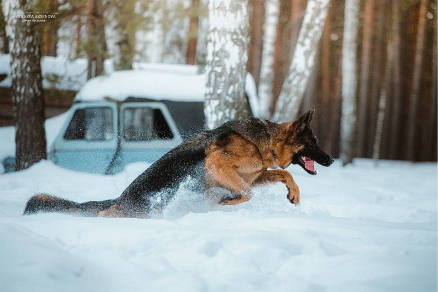 Немецкая овчарка, Но, Прыжок, Снег, Собака, Аксёнова Олеся