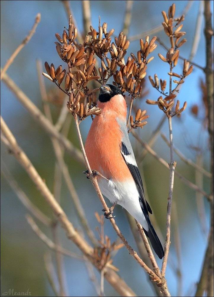 снегирь, Андрей Медведев