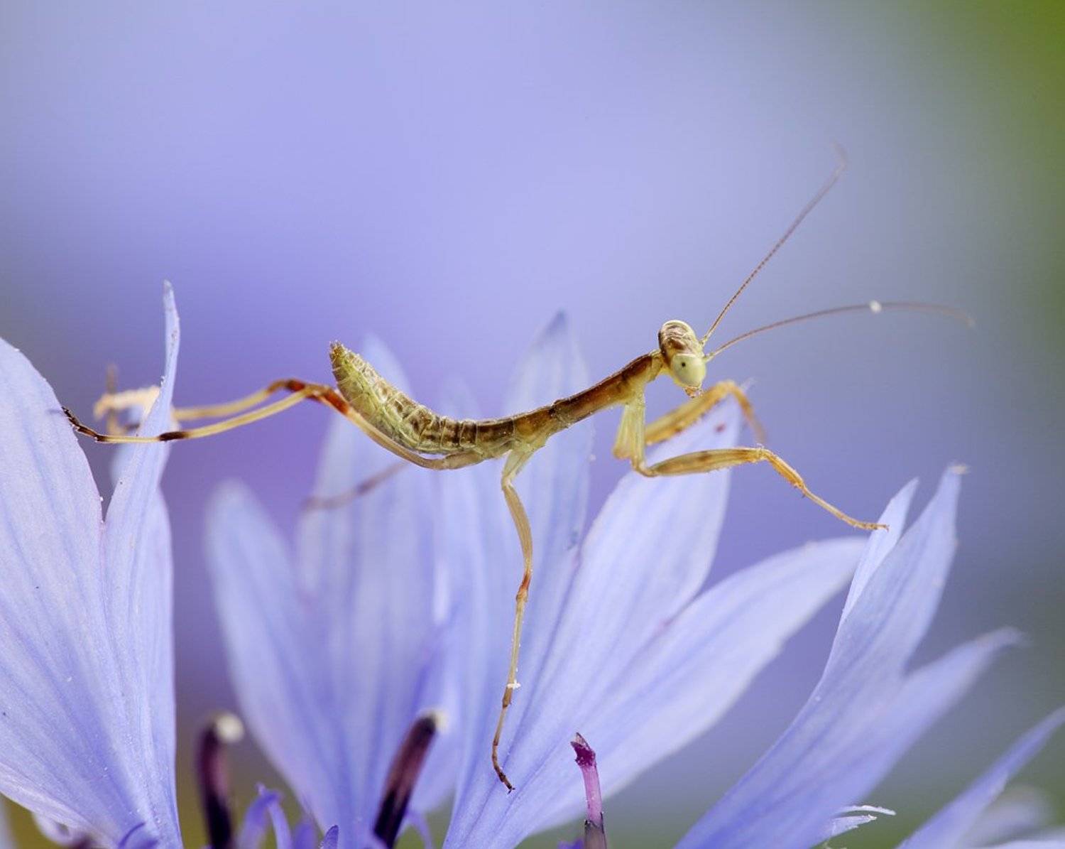 , Сергей Таланов