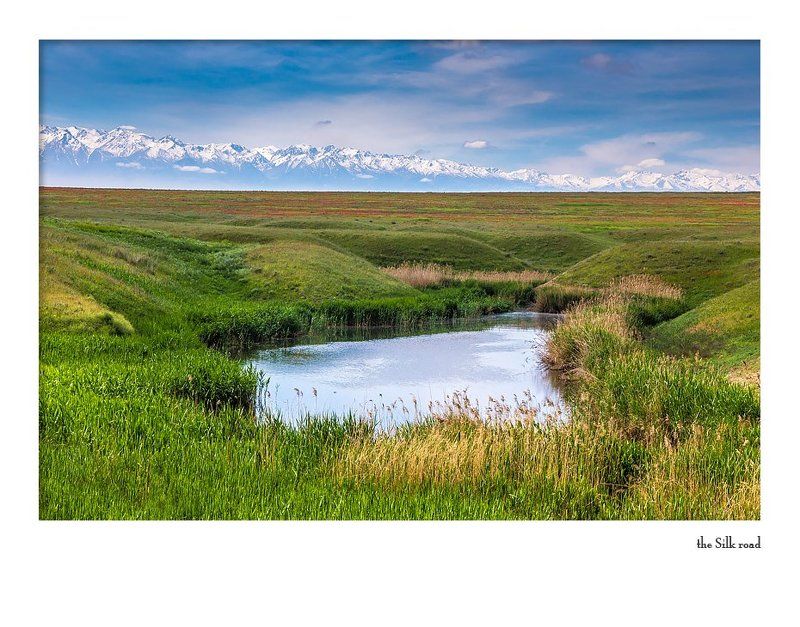 про ремерию отогнутую... roemeria refracta фото превью