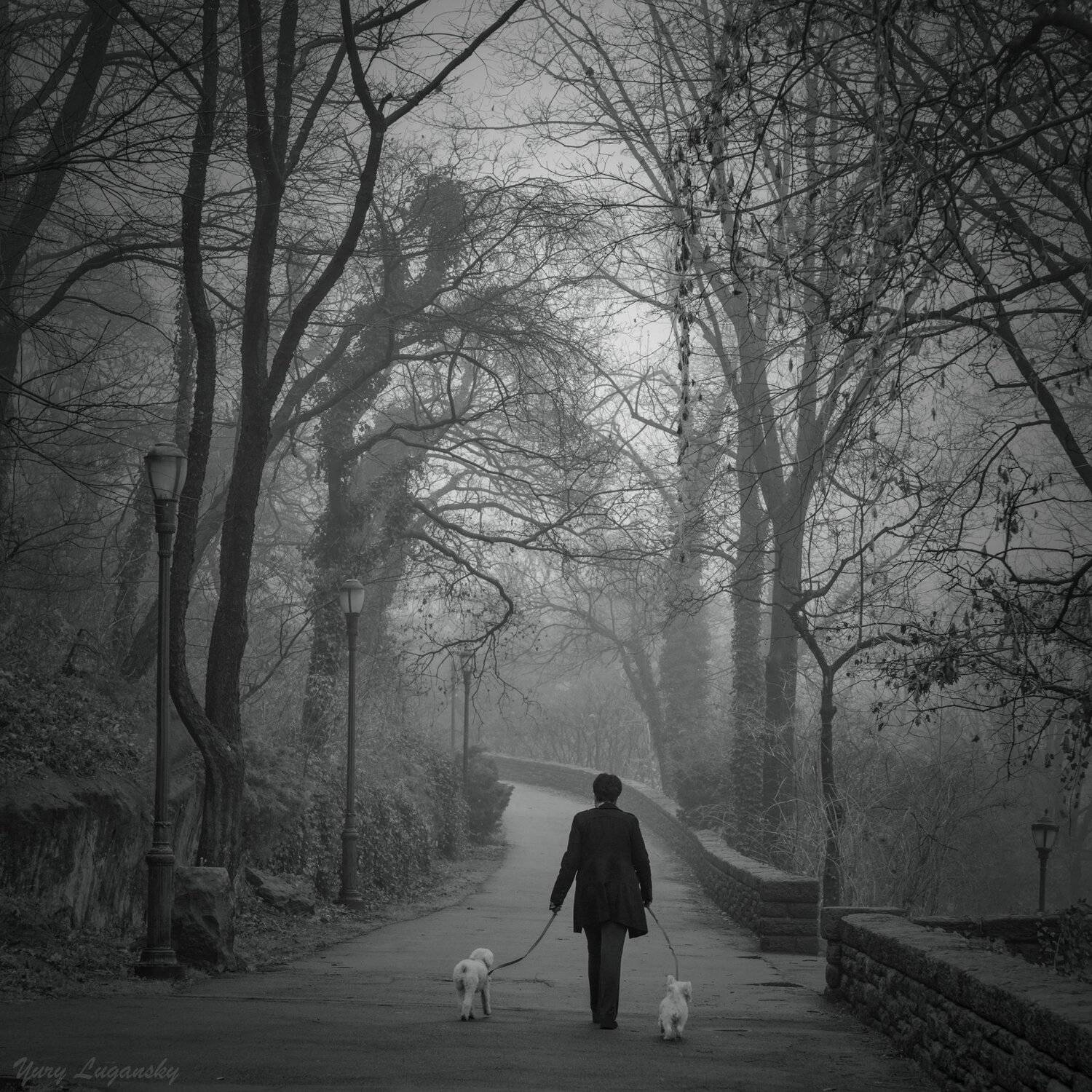 Lady  Dogs park fog, Yury Lugansky
