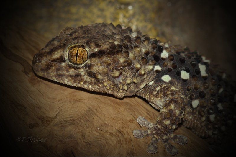 Geckos, Lizards, Pachydactylus turneri, Reptilia, Геккон, Геккон толстопалый Тюрнера, Рептилия, Ящерица Живущие в ночи 9 фото превью