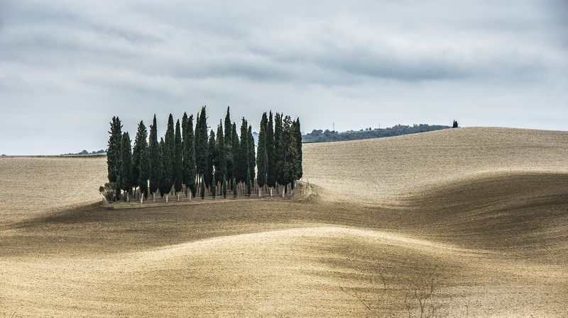 Кипарисовый островок. Из серии \