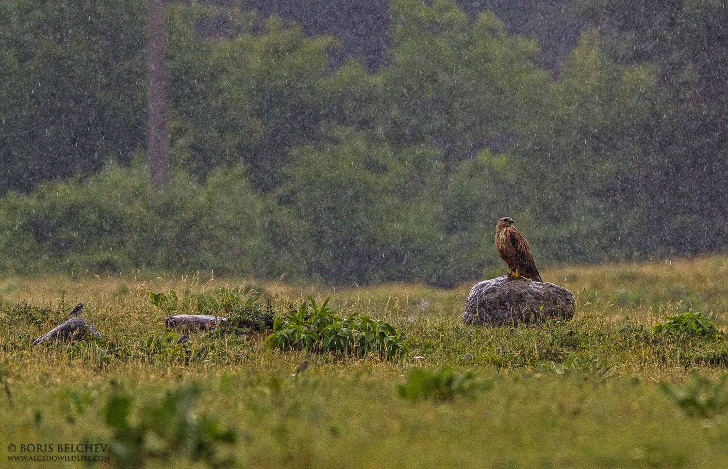 , Борис Белчев