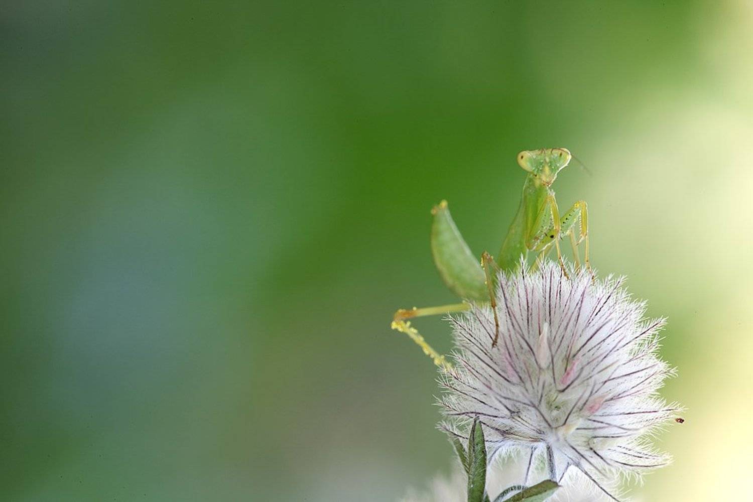, Сергей Таланов