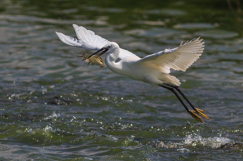 .... фото превью