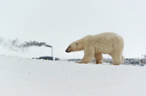 Медвежий патруль