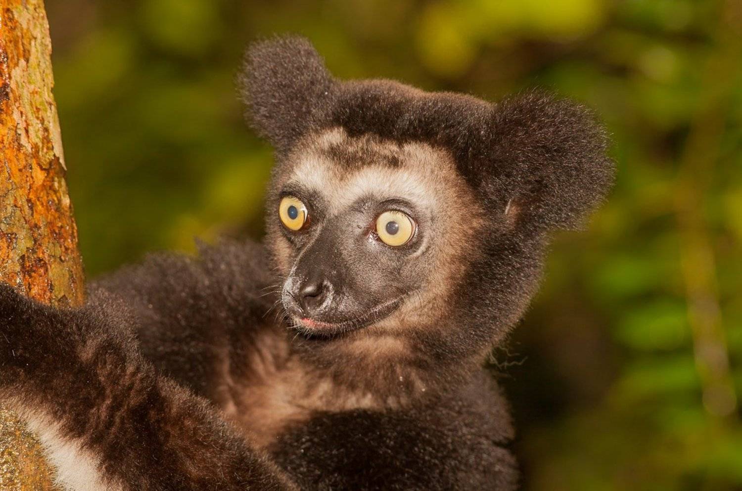 Мадагаскар, лемур, индри, Игаль Оз