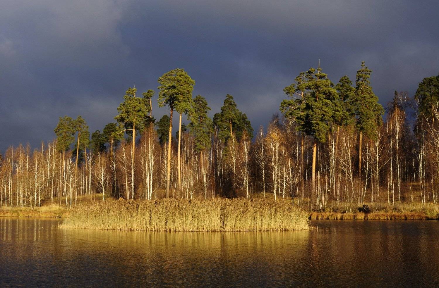 осень, сосны, грозовое небо, контраст, Григорьев Игорь