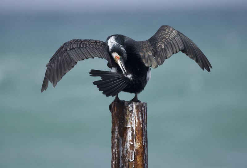 ну чем не гусь?? фото превью