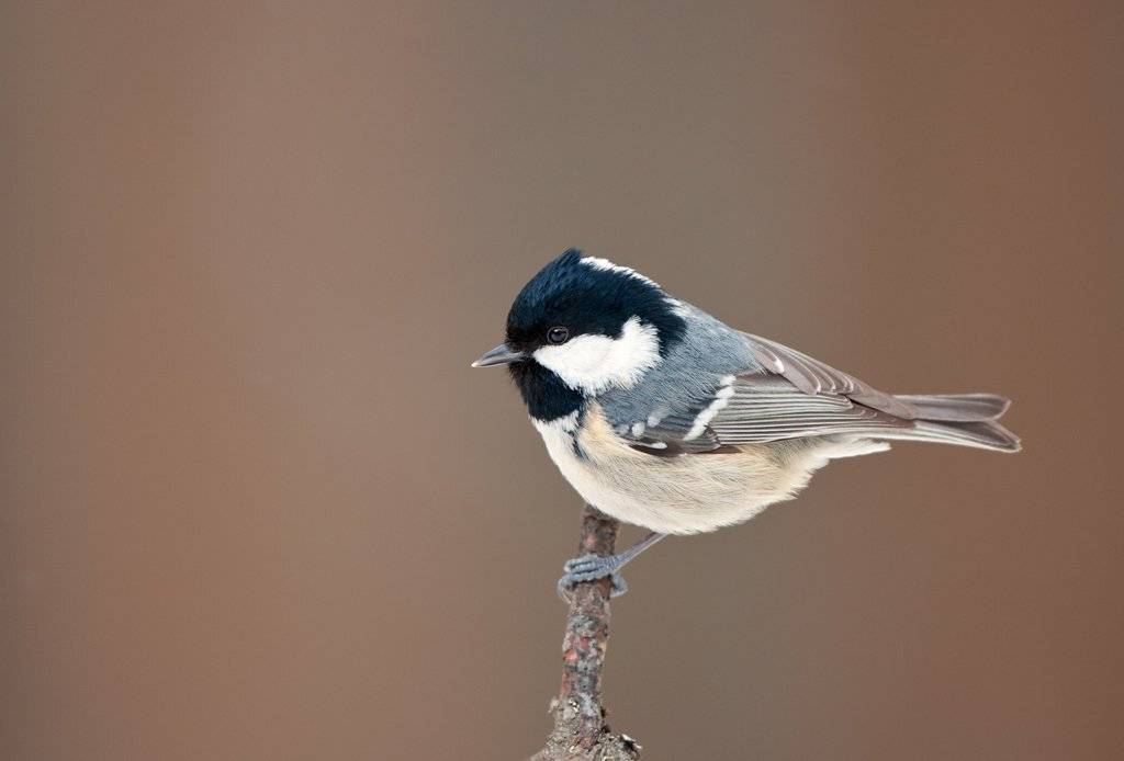 , Юрий Кулаков