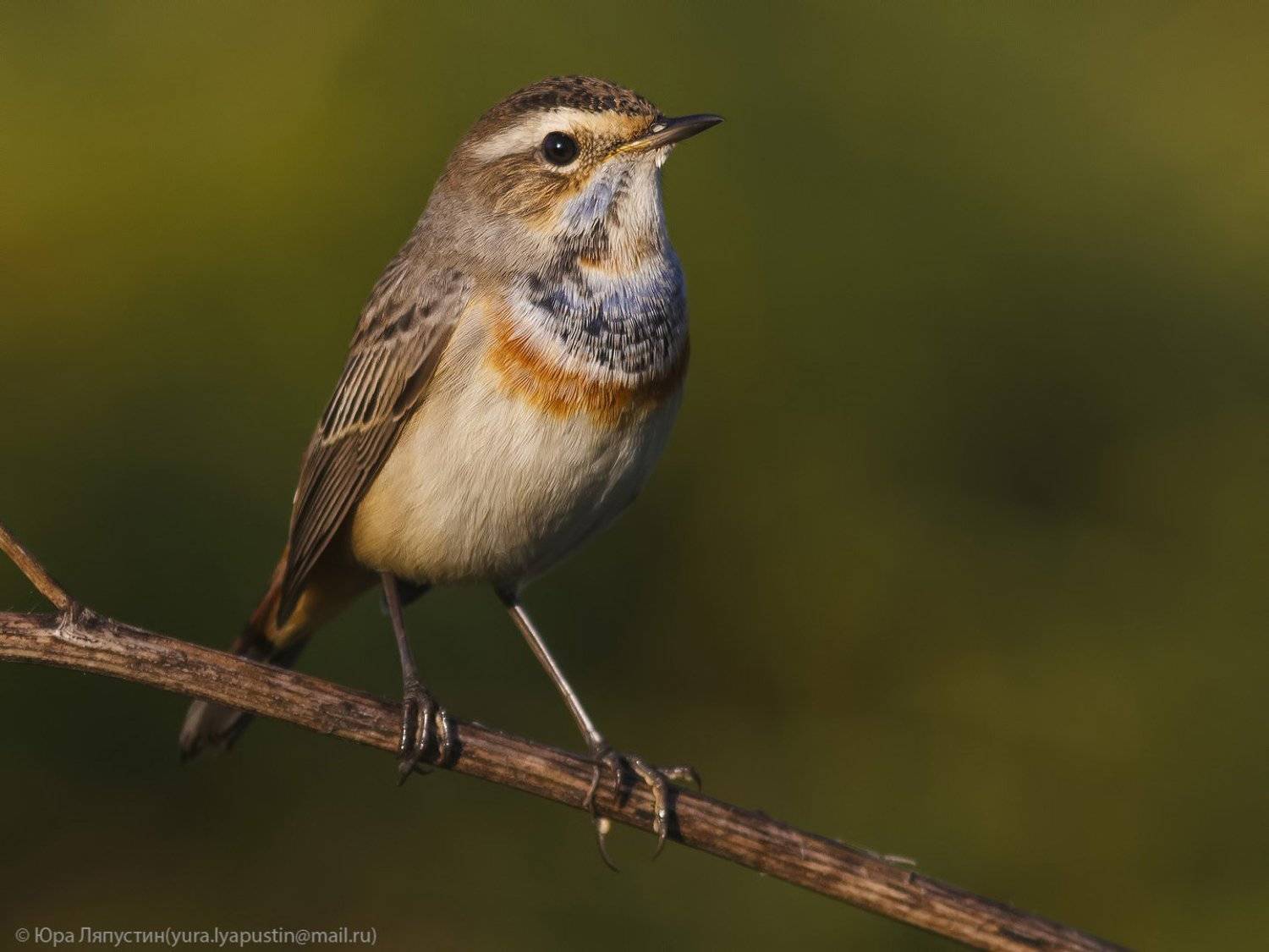 Варакушка, Ляпустин Юра