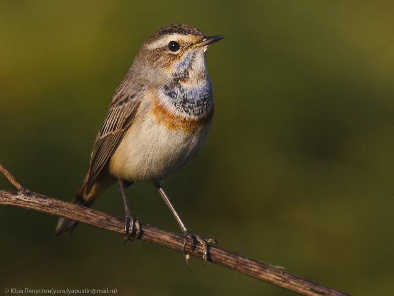 Варакушка Варакушка. фото превью