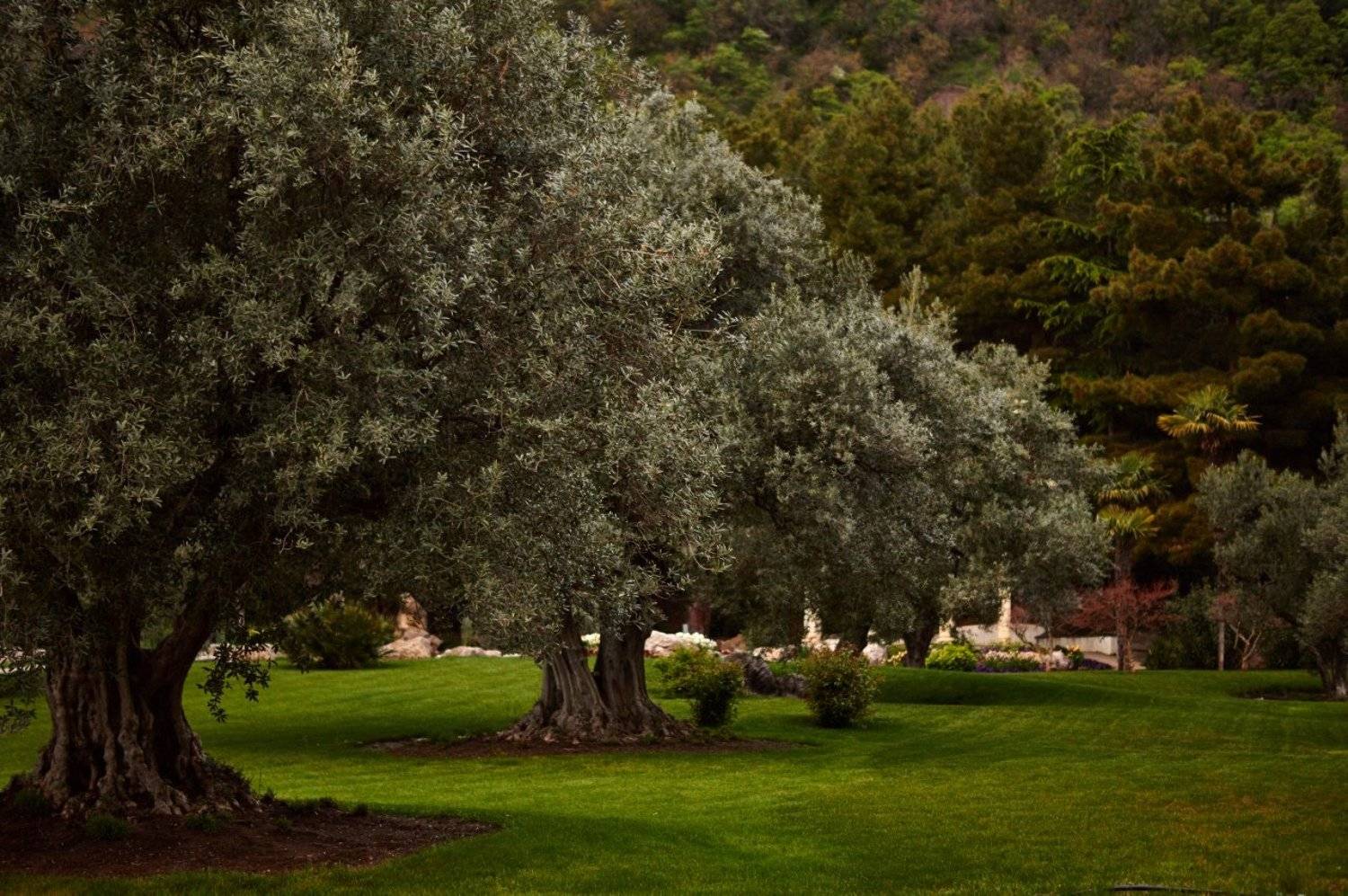 Дерево, Олива, Природа, Трава, Зеленый, Парк, Сергей Яблоков