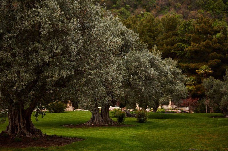 Дерево, Олива, Природа, Трава, Зеленый, Парк Оливы фото превью