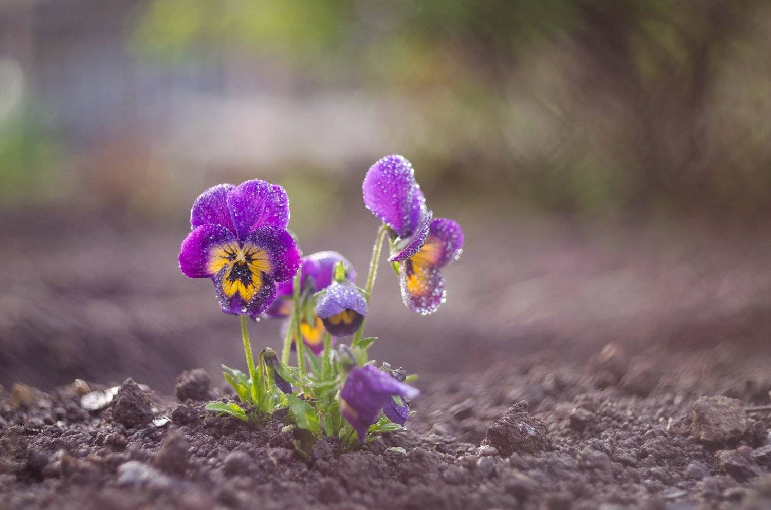 flowers, Синкальський Тарас