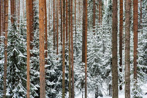 Февральская графика карельского леса