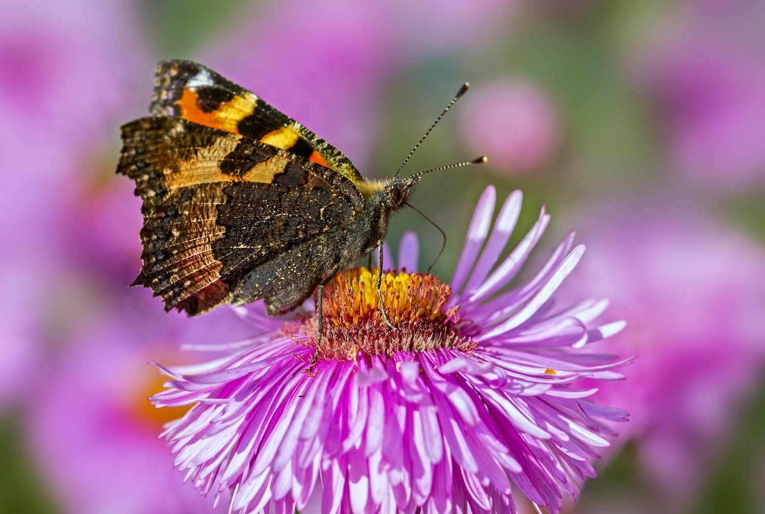 насекомые, бабочка, нимфадида, крапивница, осень, сентябрь, Борис Новиков