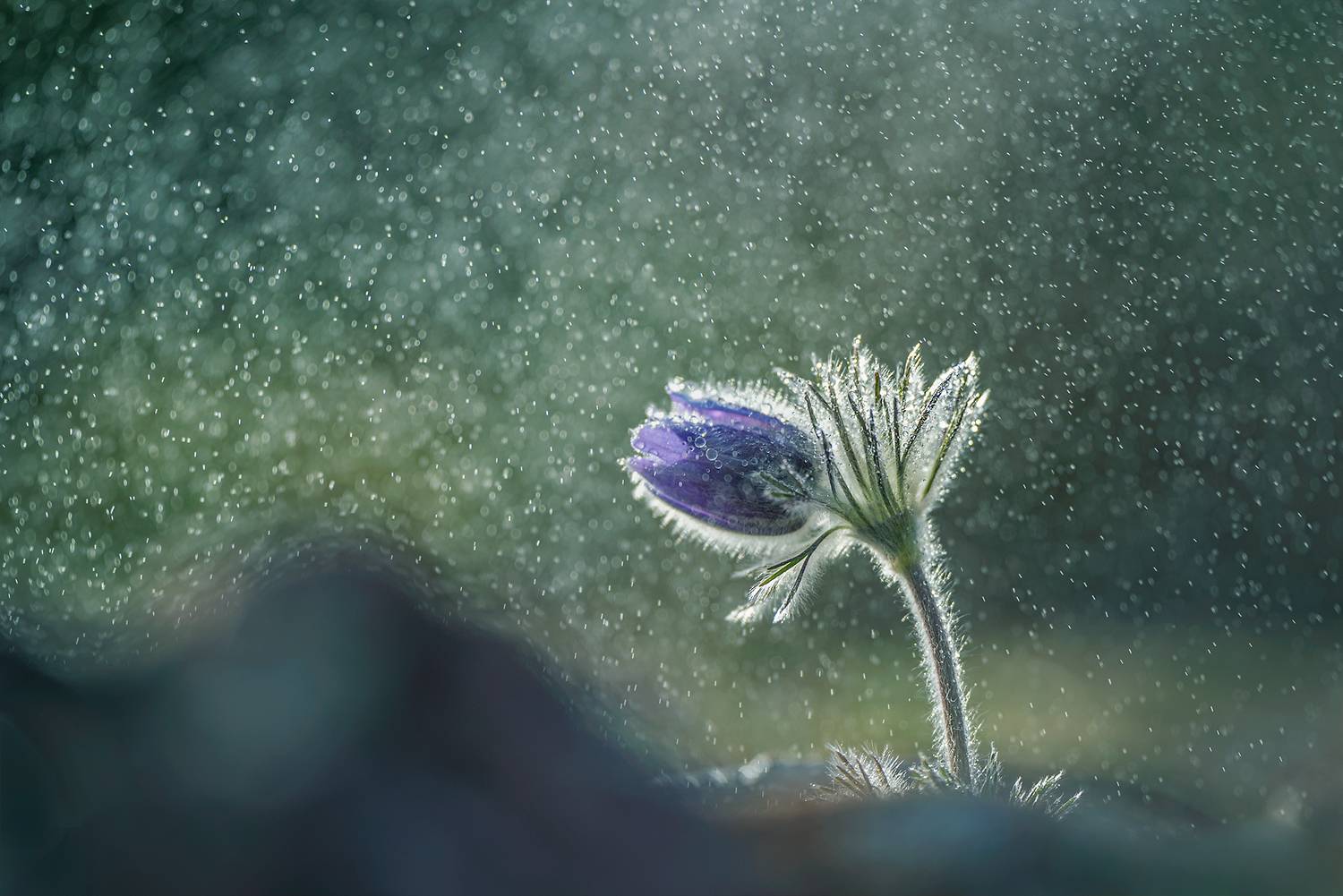 macro nature close-up wildflower scenery spring, Александър Александров