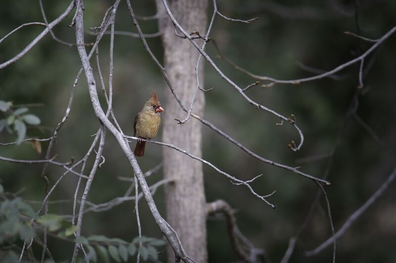 Сидящая самка северного кардинала фото превью