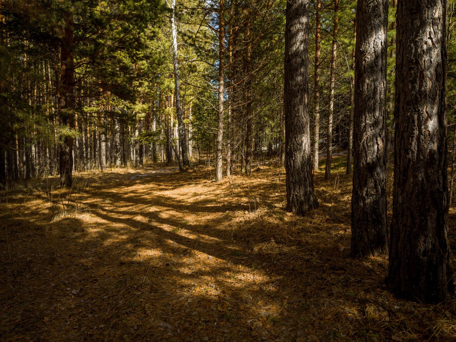 , Шустиков Дмитрий