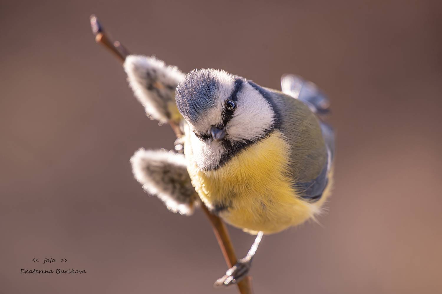 , Бурикова Екатерина