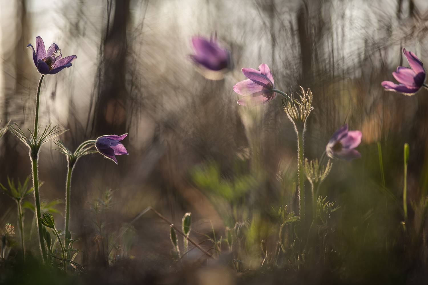 сон трава, утро, свет, цвет, позитив, россия, весна, апрель, воронеж, красота, nikon d 850, carl zeiss makro-planar t* 100mm f/2 zf.2, Мещеряков Геннадий
