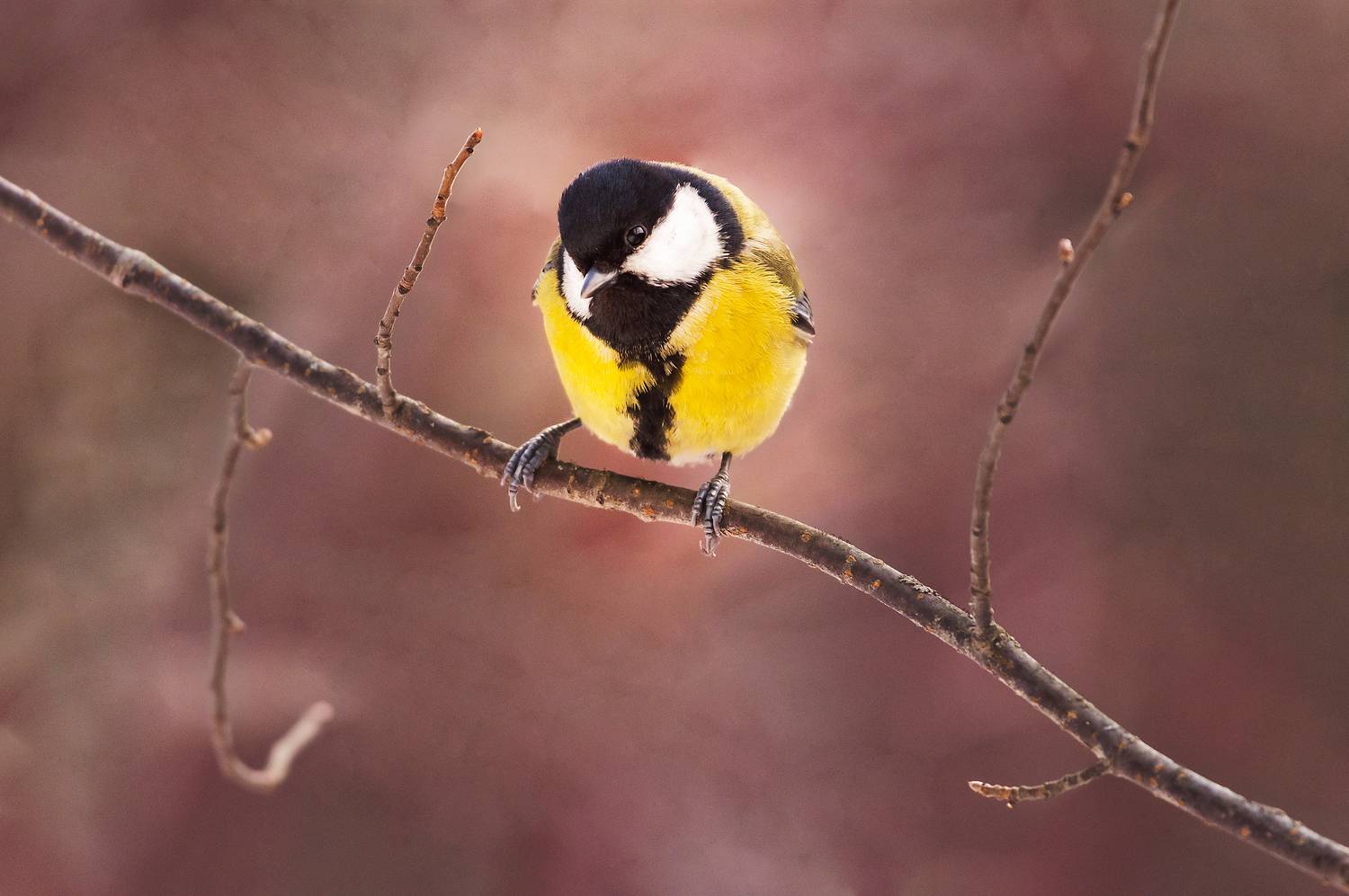 синичка, синица, красноярские столбы, Андреева Светлана