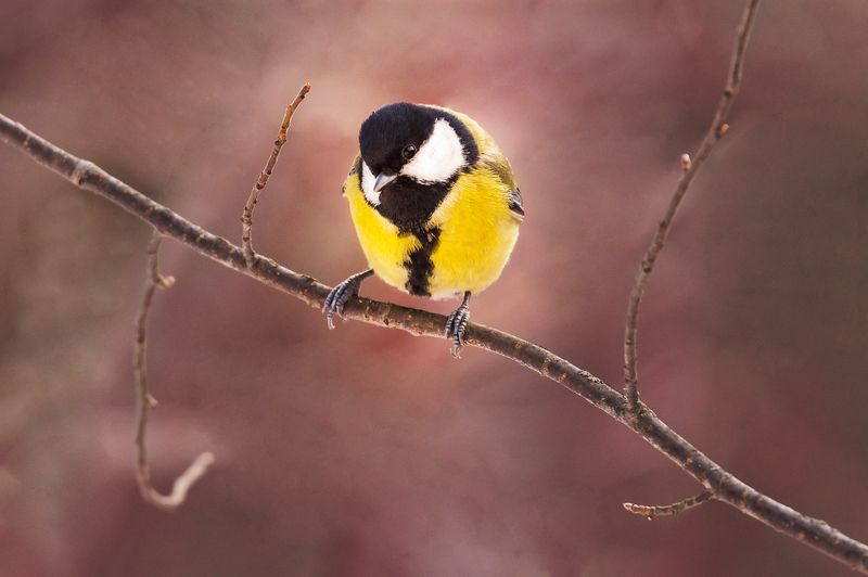 синичка, синица, красноярские столбы Обыкновенная любопытная синичка фото превью